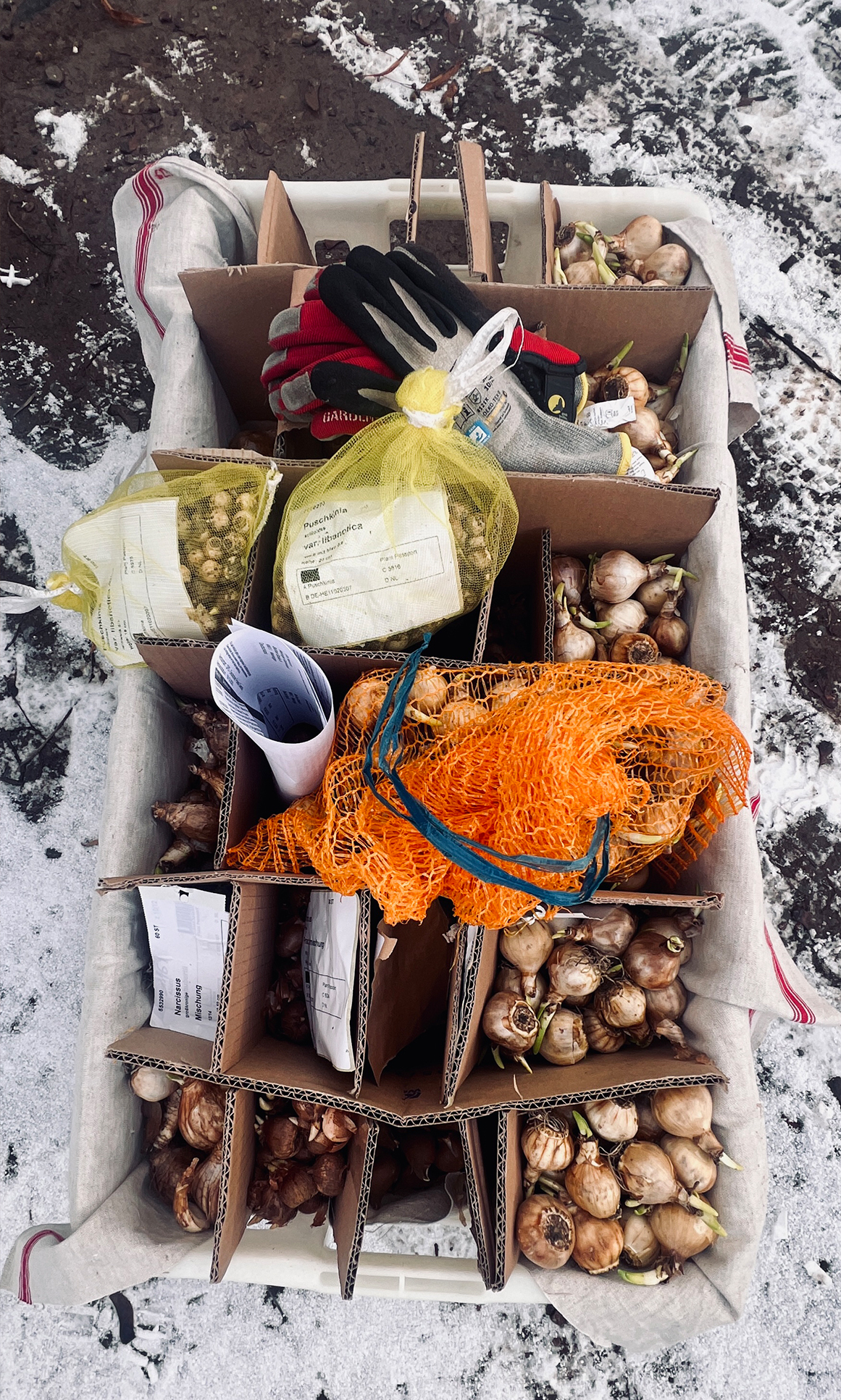 Kiste mit sortierten Blumenzwiebeln und Handschuhen